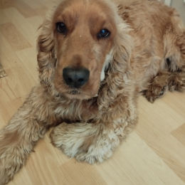 Molly profile