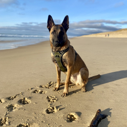 Vito profile