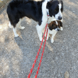 Oreo et popi profile