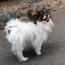 Nala profile