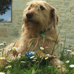 Balou profile