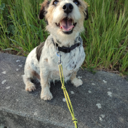 Otis profile