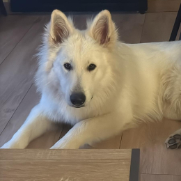 Wolfie profile
