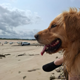 Sully profile