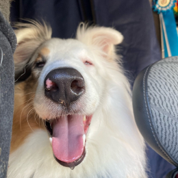 Pampou & truffe profile