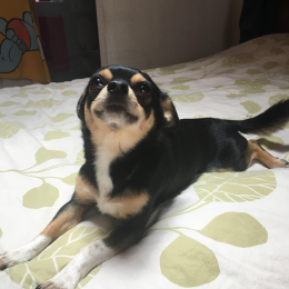 Olaf profile
