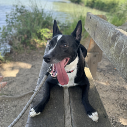 Amy profile