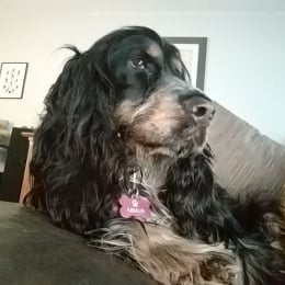 Rumba profile