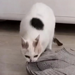 Lola profile