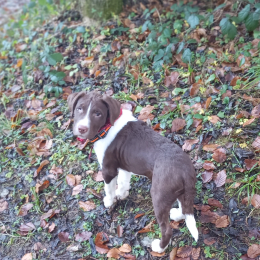 Elliot profile