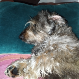 Marcel profile