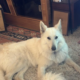 Layâ profile