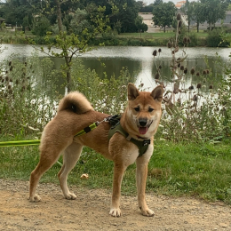 Simba profile