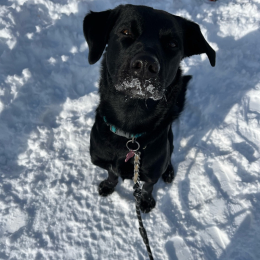 Roxy profile