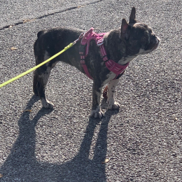 Ruby profile