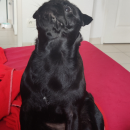 Raclette profile