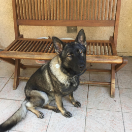 Laika profile