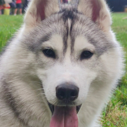 Simba profile