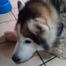 Balto profile