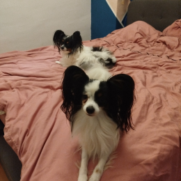 Pinky et schoubi profile