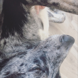 Naïa profile