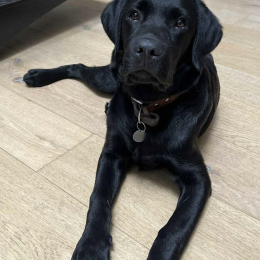 Charlie profile
