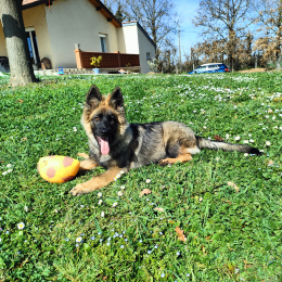 Schnaps profile