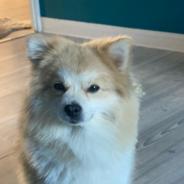 Lucky profile