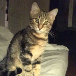 Juliette profile