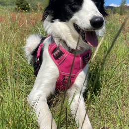 Iris profile