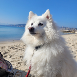Neige profile