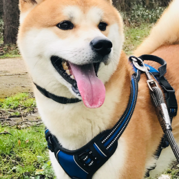 Akan profile