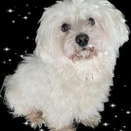 Alf profile