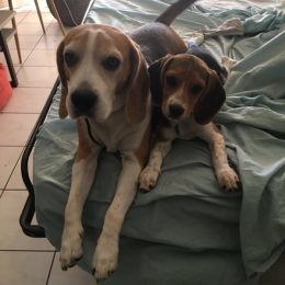 Whiskey (kiki) et roxy (babybel) profile