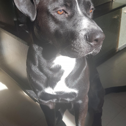 Bobby profile
