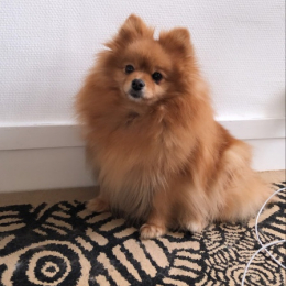 Ohlala profile