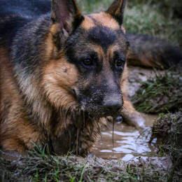 Tango profile