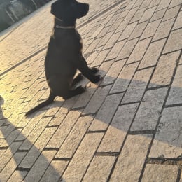 Doggo profile
