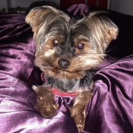 Mika profile