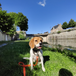 Doggo profile