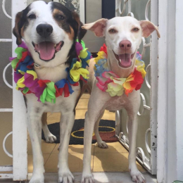 Bigode et branca profile