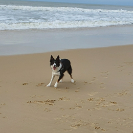 Phylia et pepsi profile