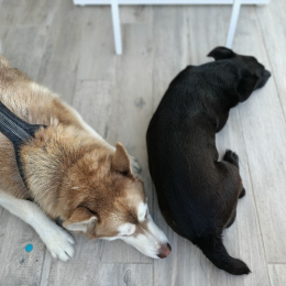 Phlako et yoda profile