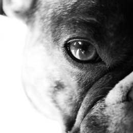Baptiste profile