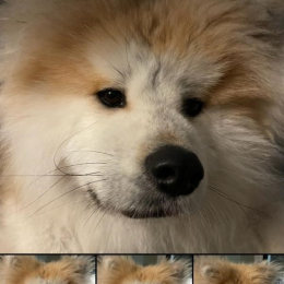 Toshie profile