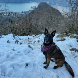 Meeko profile