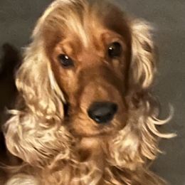 Pacha profile