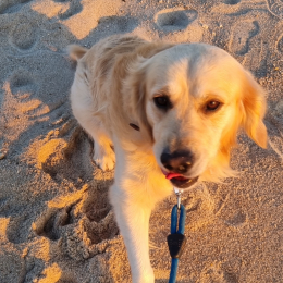 Toby profile