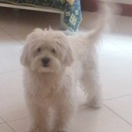 Charlie profile