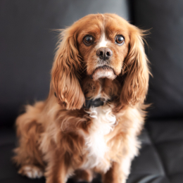 Cooki profile